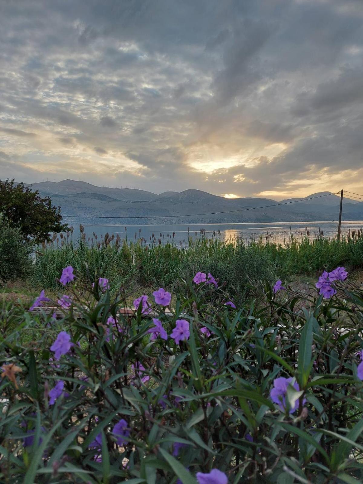 Apollonides Seafront Villa1 Aoede Lixouri Eksteriør billede